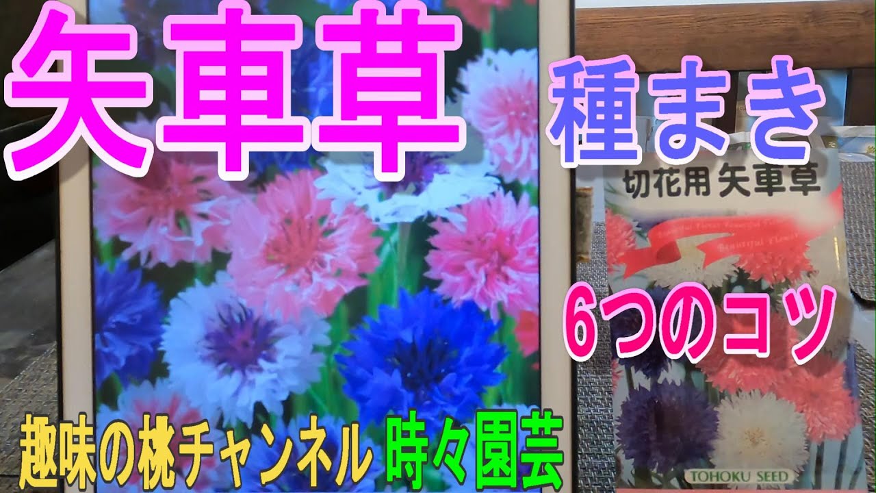 矢車草様オーダーページ 楽天市場】矢車草（苗物｜ガーデニング・農業