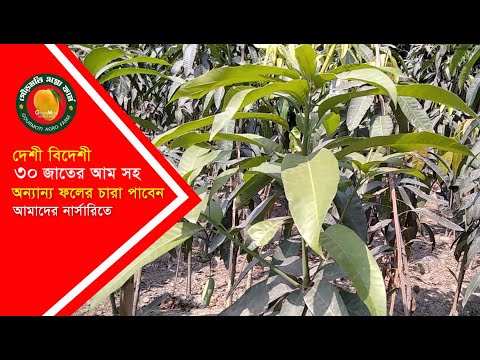 ভিডিও: যিনি ভারতে আমের উত্সব উদ্ভাবন করেছিলেন