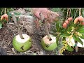 វិធីសាស្រ្តងាយៗក្នុងការបំបៅមែកស្វាយក្នុងដូងខ្ចីជាមួយប្រទាលកន្ទុយក្រពើនិងខ្ទឹមសរពិតជាអស្ចារ្យ