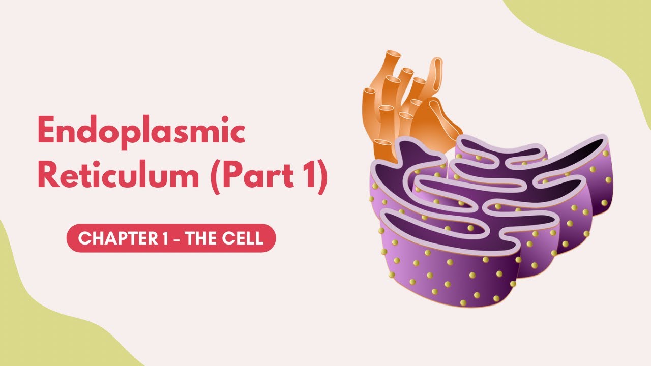 Biology | Chapter 1 | Endoplasmic reticulum (Part 1) - منهج المتميزين ...
