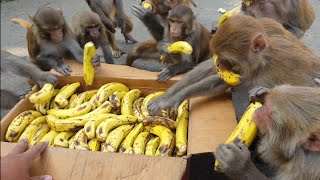 Lots of hungry monkey are enjoying to eat banana