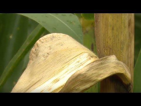 Video: Kas yra kukurūzų triukų liga: sužinokite apie saldžiųjų kukurūzų triukų priežastis ir gydymą