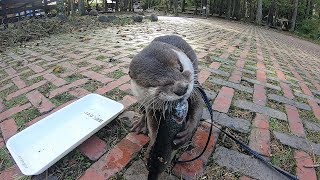 Otter Aty goes! Enjoy the nature of Hakushu Part Ⅱ[Otter life Day 137] カワウソアティがゆく白州の自然を満喫する旅 Part Ⅱ