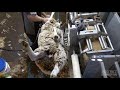 Удобные станки для стрижки овец 4PEAKHANDLER BELLY SHEARING 1