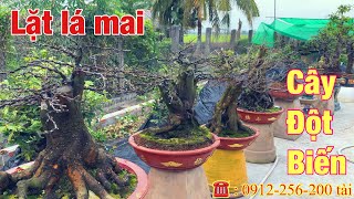 Lặt lá mai 2025 l mai vàng miền nam l ngày 11/1/2025