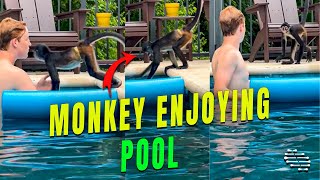 Spider Monkey Hanging With a Boy at the Pool