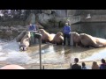 Dolfinarium 7 okt 2012 Walrussenshow