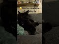 Kitty lapse #slowedandreverb #trending #cutecat