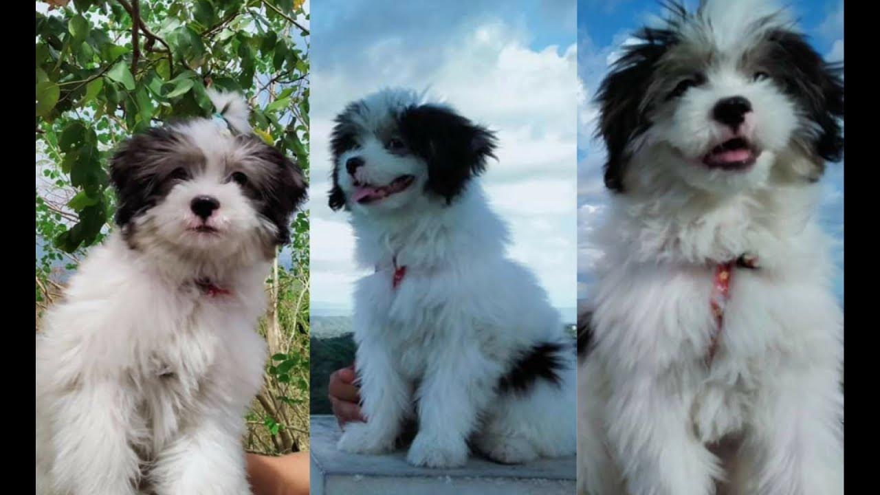japanese spitz and shih tzu mix YouTube