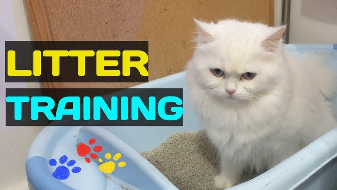 Litter Box Training for 3 Week Old Kittens & Kitten Presents - #12