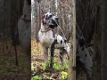 Great dane dog