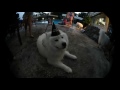 Samoyed pirate pool pawty