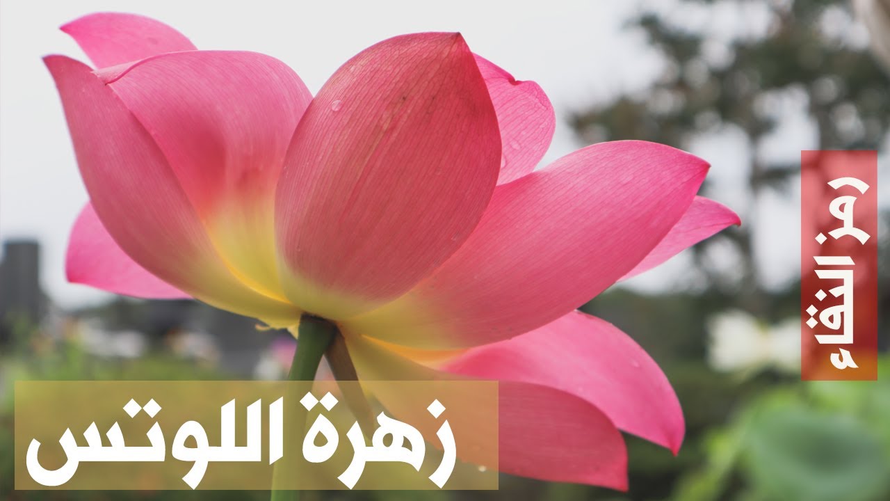 زهرة اللوتس | رمز النقاء والكمال في اليابان | شيزوكا