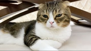 🐈仕事から帰ってきたおっさんのお出迎えが塩対応すぎる猫…w