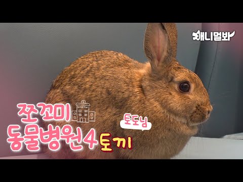 [쪼동4] 내원 환자 : 토끼 토도님ㅣToday’s <strong>Patient</strong> : Rabbit Todo