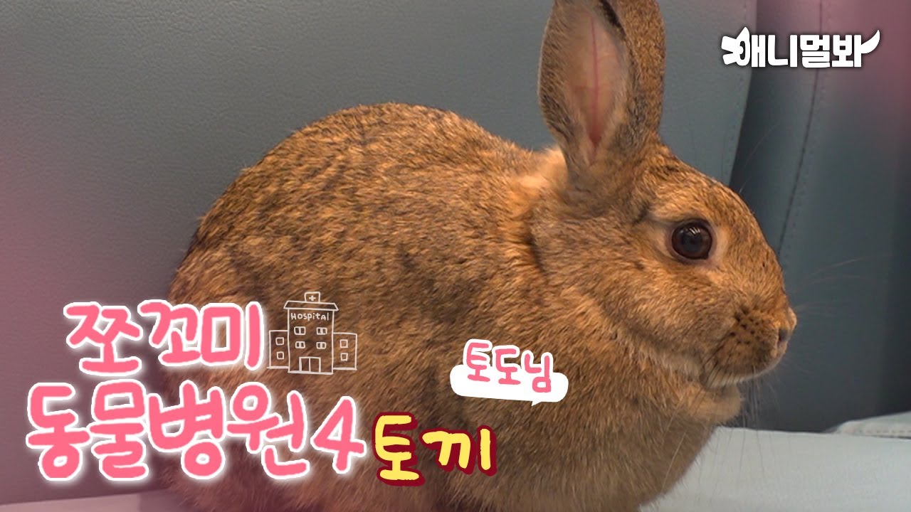 Сегодняшний пациент: Кролик Тодо