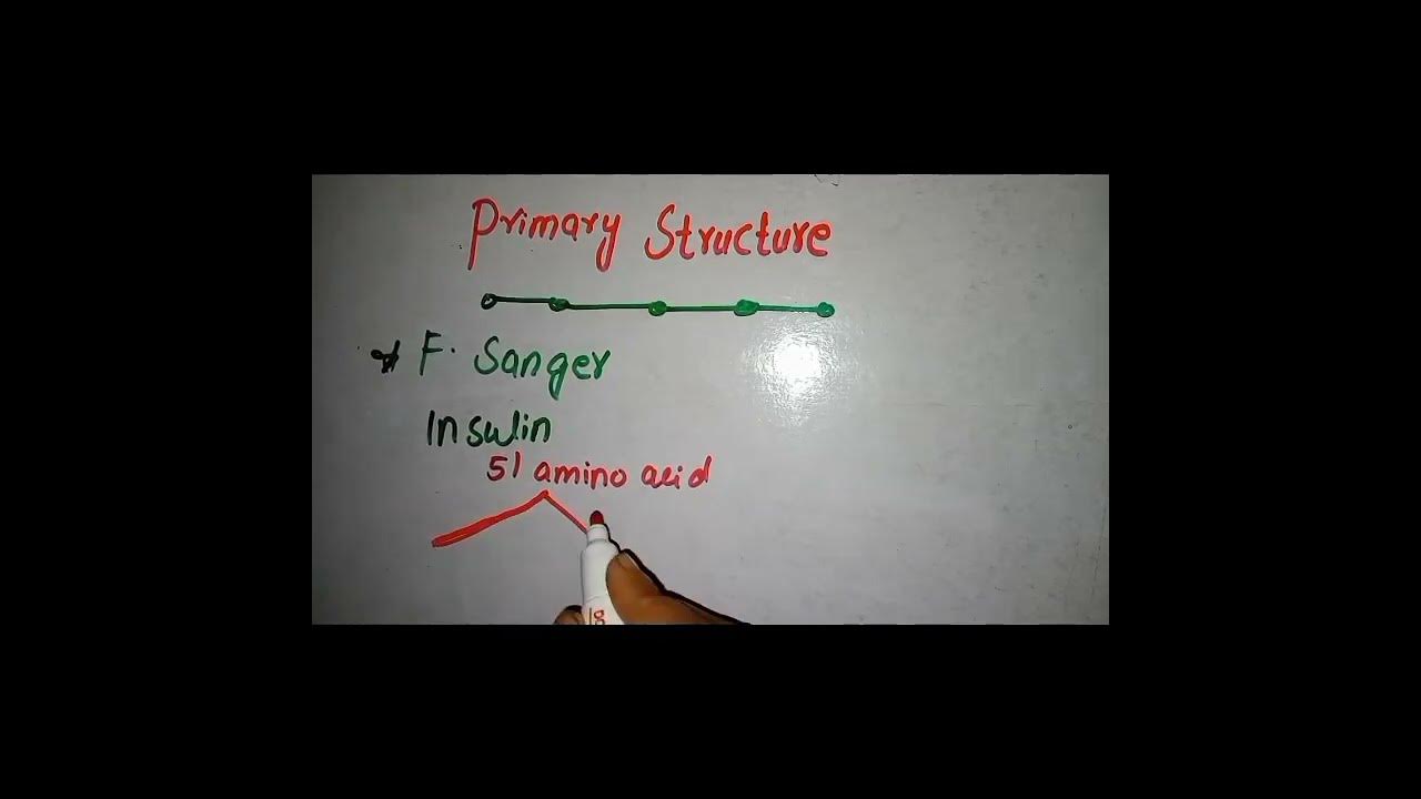 Primary structure of protein part 2 how many amino acid chains in