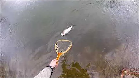 Hatchery Creek - Wolf Creek Dam - Lake Cumberland