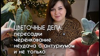видео: ВЛОГ: неудача с антуриумом, черенкование ксеросициоса, пересадки и не только картинка: ВЛОГ: неудача с антуриумом, черенкование ксеросициоса, пересадки и не только