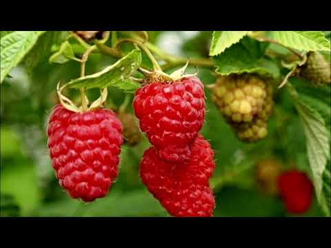 Video: Raspberi: Penanaman, Penanaman, Penjagaan