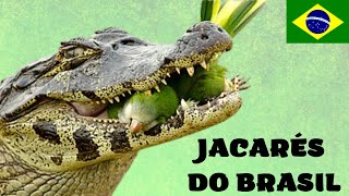 TODAS AS ESPÉCIES DE JACARÉS DO BRASIL! ANIMAIS CAÇADORES! OS MAIORES, OS MENORES E MUITO MAIS!