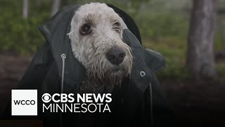 Is it safe to walk your dog in the rain?