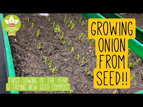 Video: Exhibiting onions - growing from seed and when to plant in 2022