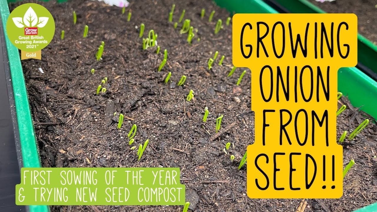 Выращивание лука из семян 🧅🌿 Первый посев 2022 года | Пробуем новый компост для семян