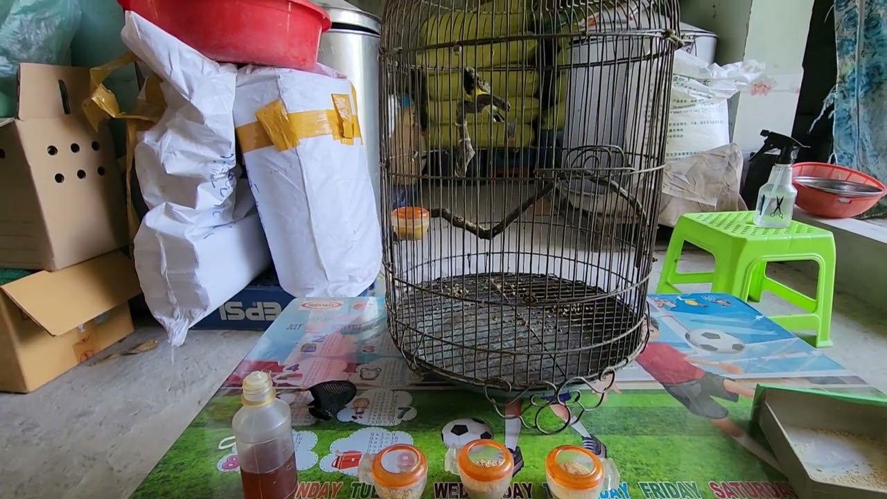 hút mật miền tây 66# cách  tập cám  cho chim  hút mật  đơn giản và  hiệu quả nhất