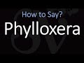 How to Pronounce Phylloxera? (CORRECTLY)