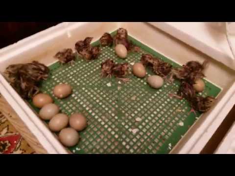 Как выводить фазанов в инкубаторе в домашних условиях