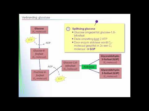 Energie - verbranding glycolyse