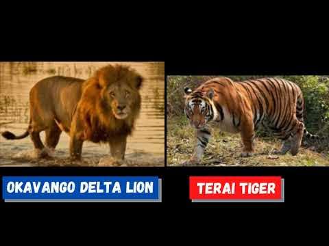 Lion vs Tiger - Leone vs Tora