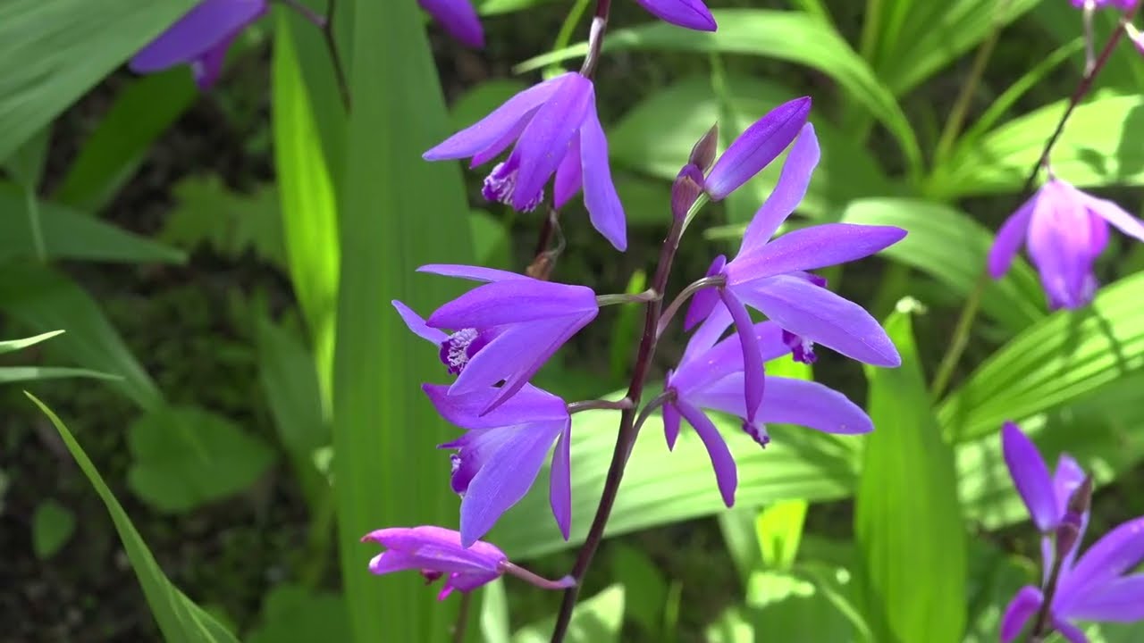Les jardins du château de Himeji