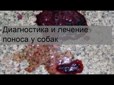 Диагностика и лечение поноса у собак