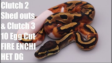 Ball Python Egg Cut - 10 Hatchlings from Clutch 3 -  Fire Enchi 100% DG