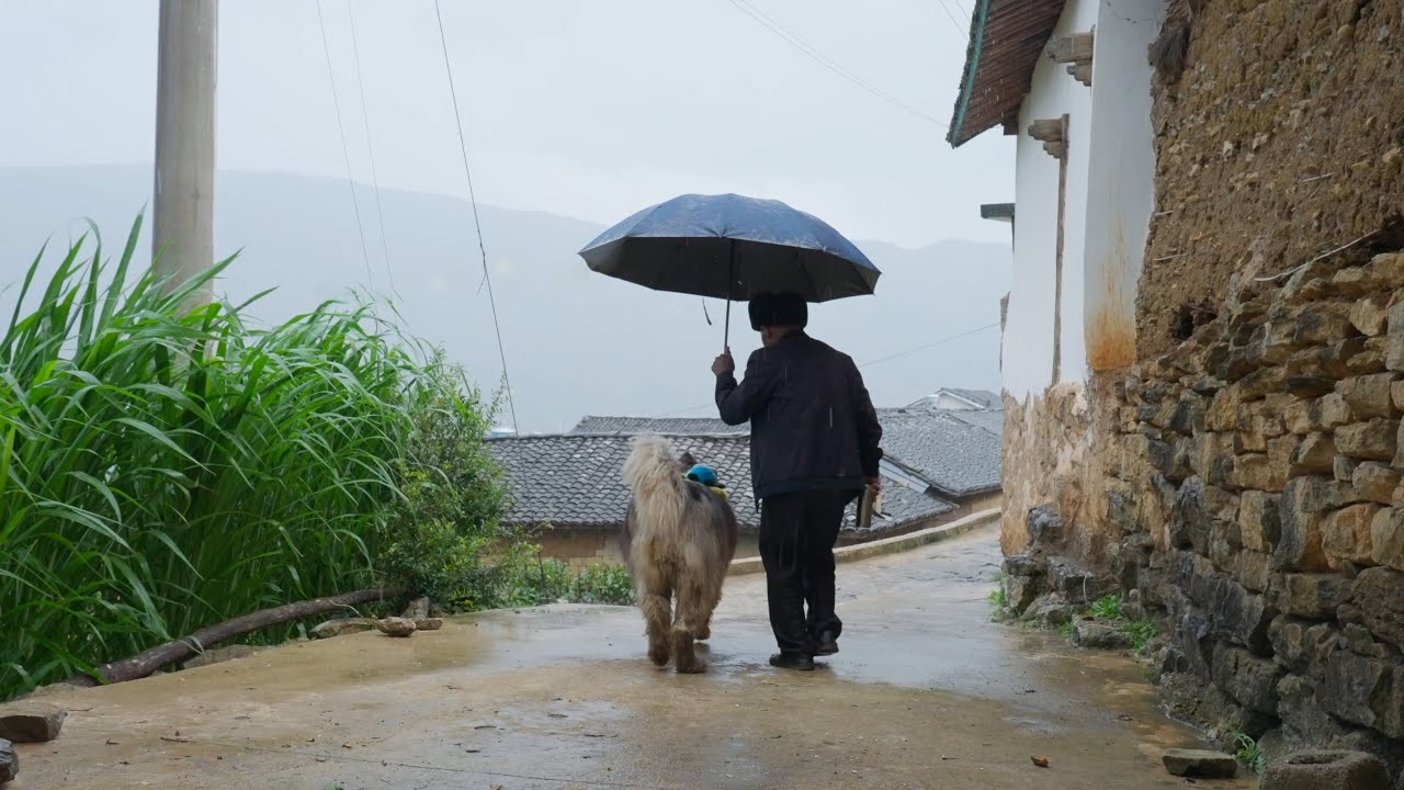 大王和来福初次出任务，送伞去给爷爷却淋得全身湿透 The first mission of Dawang and Laifu, bring the umbrella to grandpa