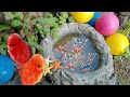 Wadidaw! Tangkap ikan komet, ikan molly balon, ikan cupang, ikan mas koki, ikan lele, ikan lemon