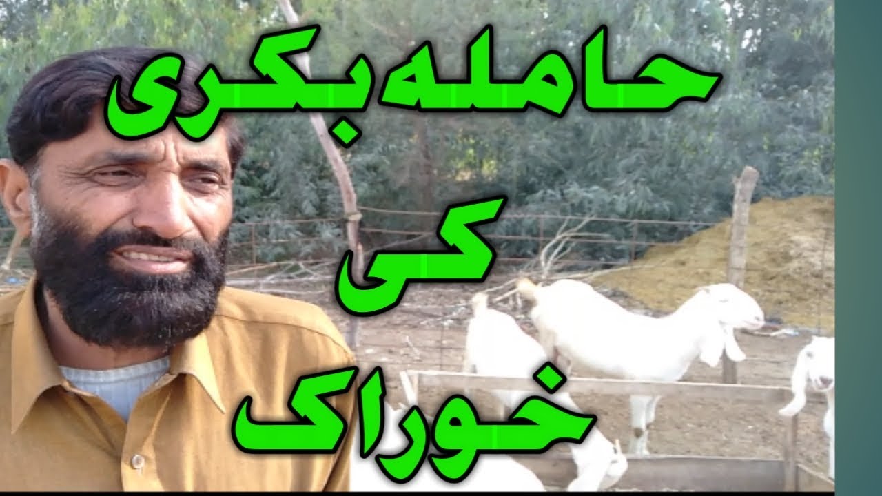 how to take best care of a pregnant goat | hamla bakri ki khurak | Urdu Hindi - YouTube