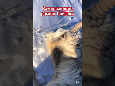 Рогачи Сайгаки замерзают обессиленные после брачного периода. #казахстан #животные #астана