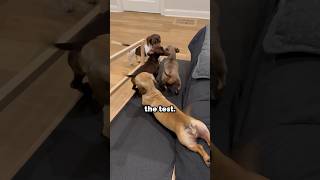 Sophie the halfseal, halfdachshund puts our antislip surface to the test #dogs