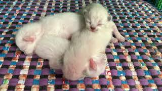 A deep sleep of Our Permese kittens💤💤 by JunPetsWorld 72 views 1 year ago 2 minutes, 40 seconds