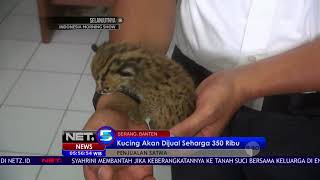2 Kucing Hutan Menggemaskan Ini Berhasil Diamankan Petugas Sebelum Di Jual - NET5