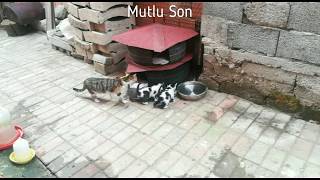 Kedi Yuvasi Yapimi Geri Donusum Ile Kedi Evi Yapimi Making Cat Home Out Of Old Tires Youtube