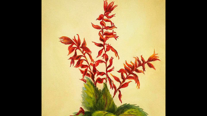Salvia Dance & Sublime Salvia Art