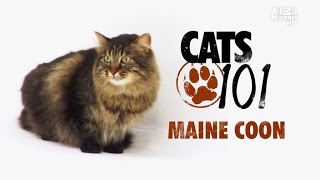 Download lagu Cats 101 Maine Coon Введение в кошковедение Мейн Кун Cats 101 Maine Coon Введение в кошковедение Мейн Кун