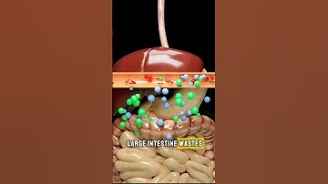 How Urine Is formed In Our Body? (3D Animation) #shorts #science #sciencefacts