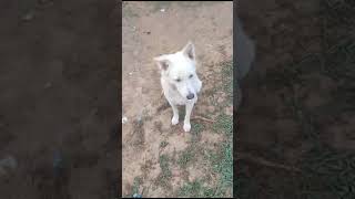 streetdoglover 289 doglover viralvideos petowner dog streetdogchannel viralreels dogowner