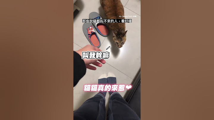 說來就來的貓咪　還會撒嬌好可愛啦 #Shorts