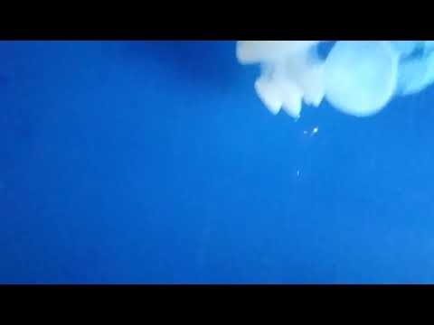 Jelly fish Dubai underwater zoo